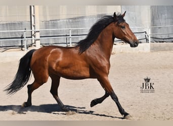 Koń andaluzyjski, Wałach, 6 lat, 157 cm, Gniada