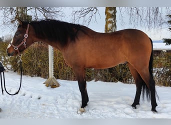 Koń andaluzyjski, Wałach, 6 lat, 157 cm, Gniada