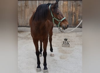 Koń andaluzyjski, Wałach, 6 lat, 158 cm, Gniada