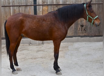 Koń andaluzyjski, Wałach, 6 lat, 158 cm, Gniada