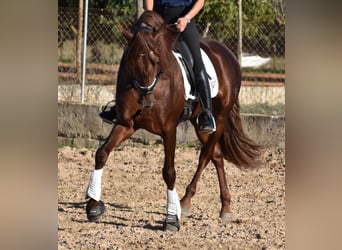 Koń andaluzyjski, Wałach, 6 lat, 158 cm, Kasztanowata