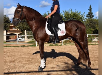 Koń andaluzyjski, Wałach, 6 lat, 158 cm, Kasztanowata