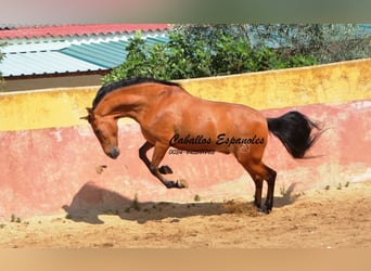 Koń andaluzyjski, Wałach, 6 lat, 159 cm, Gniada