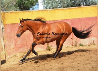 Koń andaluzyjski, Wałach, 6 lat, 159 cm, Gniada