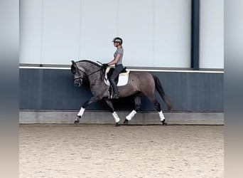 Koń andaluzyjski, Wałach, 6 lat, 160 cm, Siwa