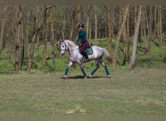 Koń andaluzyjski Mix, Wałach, 6 lat, 160 cm, Siwa