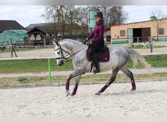 Koń andaluzyjski Mix, Wałach, 6 lat, 160 cm, Siwa