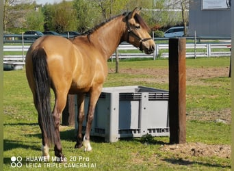 Koń andaluzyjski, Wałach, 6 lat, 161 cm, Jelenia
