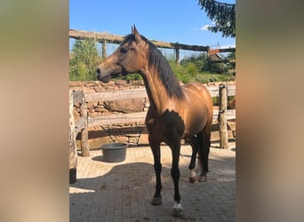 Koń andaluzyjski, Wałach, 6 lat, 162 cm, Jelenia