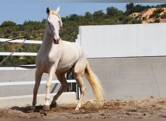 Koń andaluzyjski, Wałach, 6 lat, 164 cm, Perlino