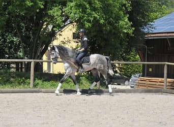 Koń andaluzyjski, Wałach, 6 lat, 167 cm, Siwa jabłkowita