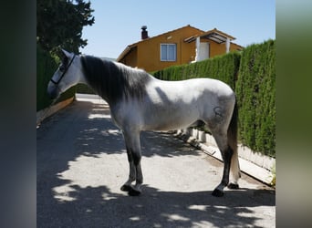 Koń andaluzyjski, Wałach, 6 lat, 168 cm, Siwa