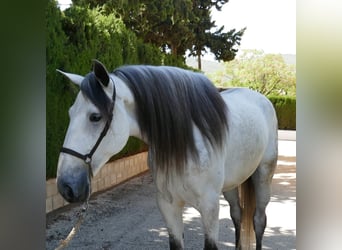Koń andaluzyjski, Wałach, 6 lat, 168 cm, Siwa