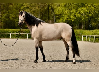 Koń andaluzyjski, Wałach, 6 lat, 169 cm, Bułana