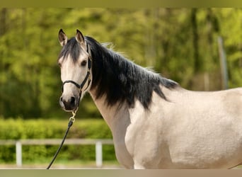 Koń andaluzyjski, Wałach, 6 lat, 169 cm, Bułana