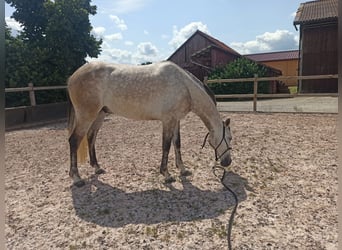 Koń andaluzyjski, Wałach, 7 lat, 150 cm, Może być siwy