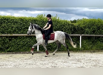 Koń andaluzyjski, Wałach, 7 lat, 150 cm, Siwa jabłkowita