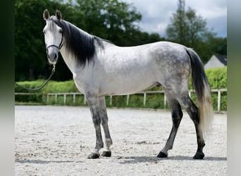 Koń andaluzyjski, Wałach, 7 lat, 150 cm, Siwa jabłkowita