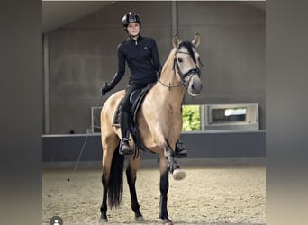 Koń andaluzyjski, Wałach, 7 lat, 153 cm, Jelenia