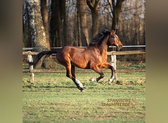 Koń andaluzyjski, Wałach, 7 lat, 155 cm, Gniada