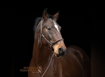 Koń andaluzyjski, Wałach, 7 lat, 155 cm, Gniada