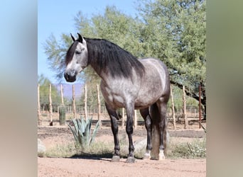 Koń andaluzyjski Mix, Wałach, 7 lat, 155 cm, Siwa