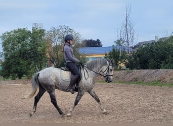 Koń andaluzyjski Mix, Wałach, 7 lat, 155 cm, Siwa w hreczce