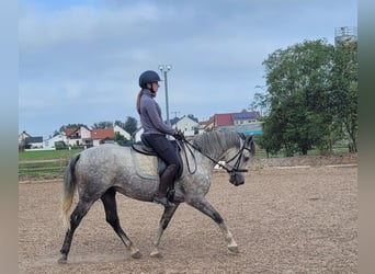 Koń andaluzyjski Mix, Wałach, 7 lat, 155 cm, Siwa w hreczce