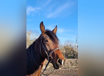 Koń andaluzyjski Mix, Wałach, 7 lat, 156 cm, Ciemnogniada