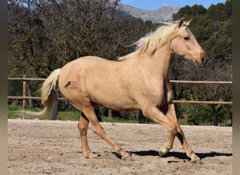 Koń andaluzyjski, Wałach, 7 lat, 156 cm, Izabelowata