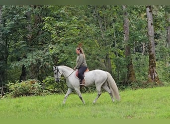 Koń andaluzyjski, Wałach, 7 lat, 157 cm, Siwa