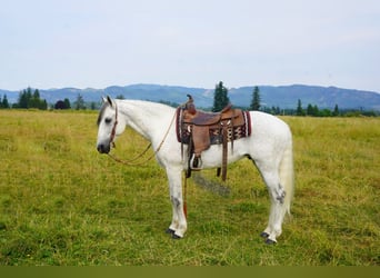 Koń andaluzyjski, Wałach, 7 lat, 157 cm, Siwa