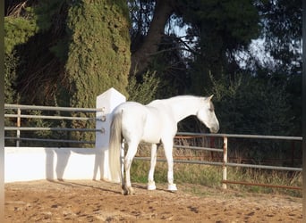 Koń andaluzyjski, Wałach, 7 lat, 158 cm, Siwa