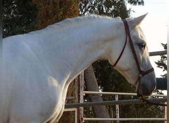 Koń andaluzyjski, Wałach, 7 lat, 158 cm, Siwa