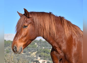 Koń andaluzyjski, Wałach, 7 lat, 160 cm, Kasztanowata