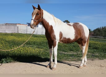 Koń andaluzyjski, Wałach, 7 lat, 162 cm, Srokata