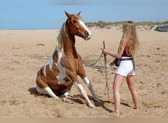 Koń andaluzyjski, Wałach, 7 lat, 162 cm, Srokata
