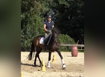 Koń andaluzyjski, Wałach, 7 lat, 164 cm, Kara