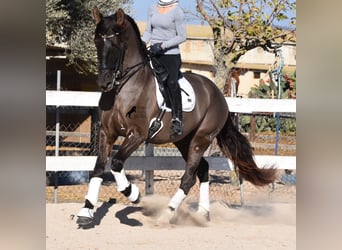 Koń andaluzyjski, Wałach, 7 lat, 172 cm, Kara