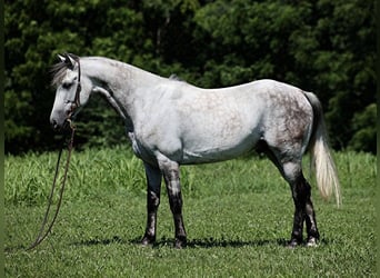 Koń andaluzyjski, Wałach, 8 lat, 150 cm, Siwa jabłkowita