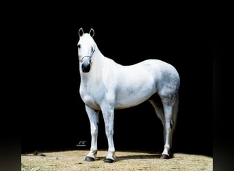 Koń andaluzyjski Mix, Wałach, 8 lat, 152 cm, Siwa