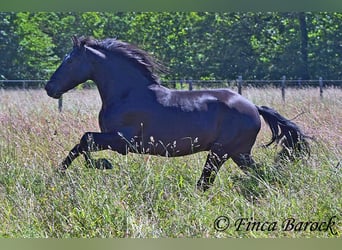 Koń andaluzyjski, Wałach, 8 lat, 154 cm, Kara
