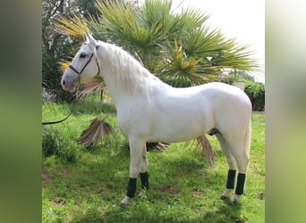 Koń andaluzyjski, Wałach, 8 lat, 157 cm, Siwa