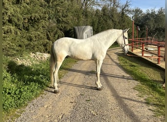 Koń andaluzyjski, Wałach, 8 lat, 158 cm, Biała