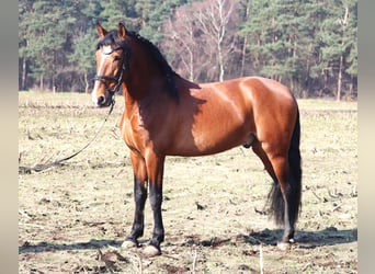 Koń andaluzyjski Mix, Wałach, 8 lat, 158 cm, Gniada