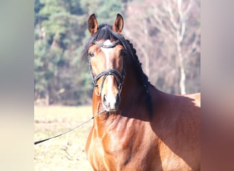 Koń andaluzyjski Mix, Wałach, 8 lat, 158 cm, Gniada