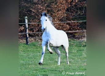 Koń andaluzyjski, Wałach, 8 lat, 158 cm, Siwa