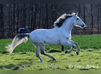 Koń andaluzyjski, Wałach, 8 lat, 158 cm, Siwa