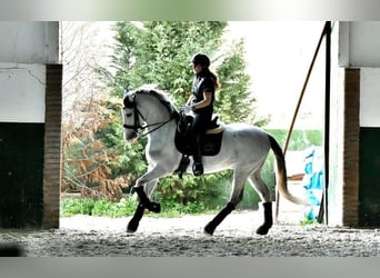 Koń andaluzyjski, Wałach, 8 lat, 160 cm, Siwa