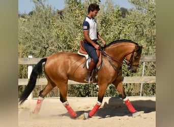 Koń andaluzyjski, Wałach, 8 lat, 162 cm, Bułana